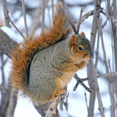 fox squirrel