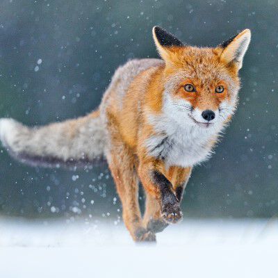 Fox running in the snow