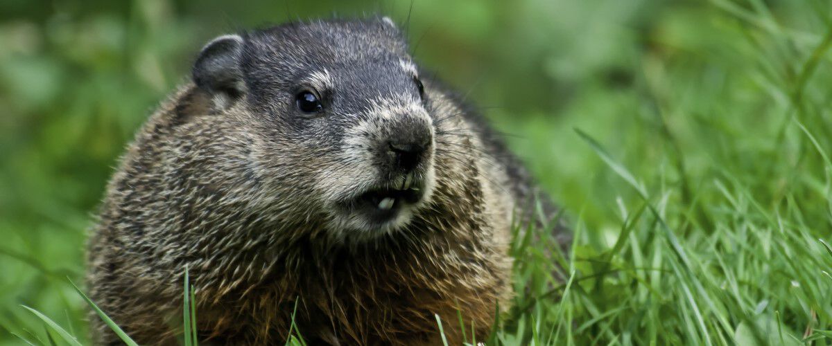 groundhog sitting in the grass