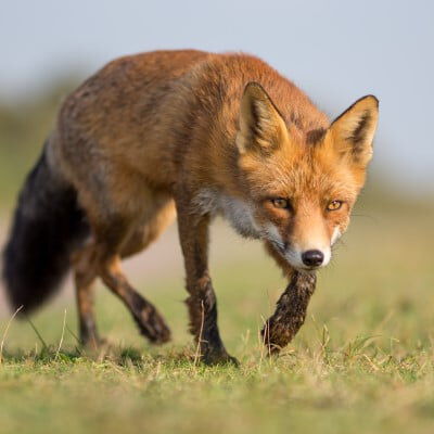 Fox walking in the grass