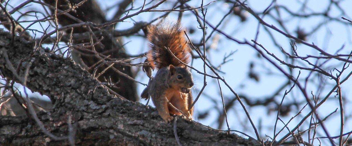 squirrel up in a tree