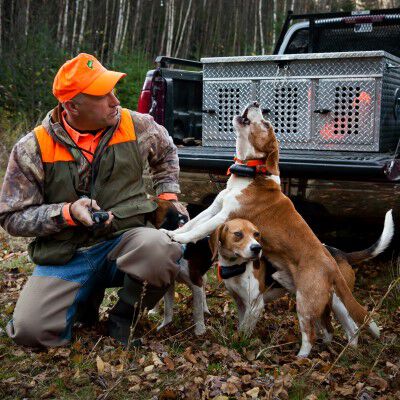 Hunter and two beagles at the back of a pickup