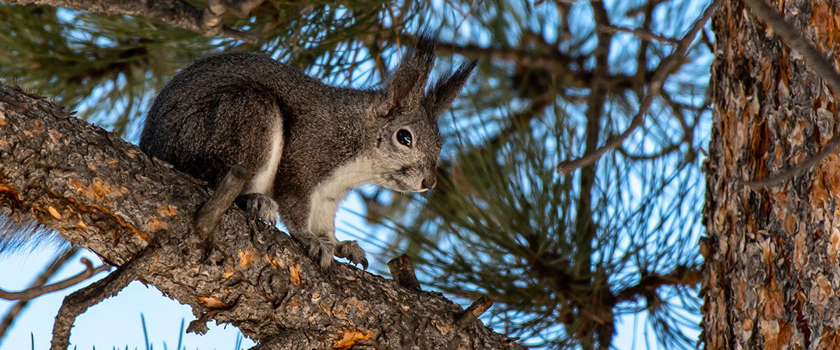 Squirrel in a tree