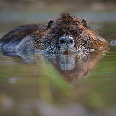 Nutria swimming in water