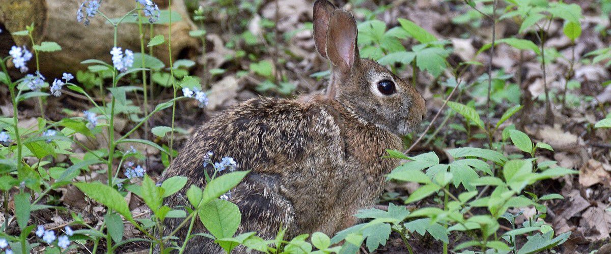 cottontail sitting in leaves