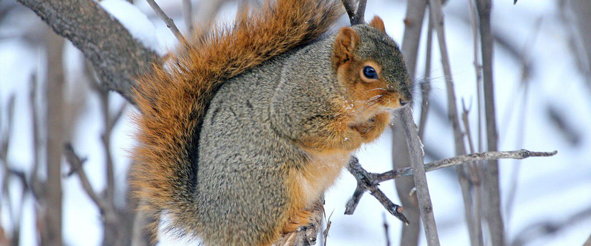 squirrel in a snowy tree