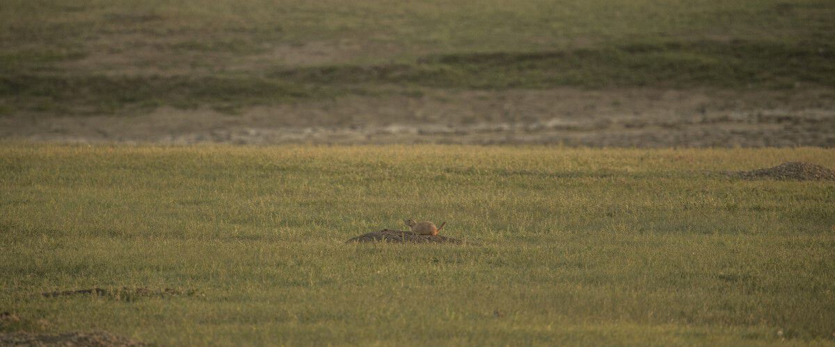 prairie dog sitting on it's hole on the prairie