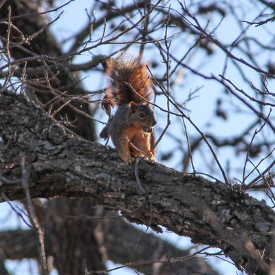squirrel up in a tree