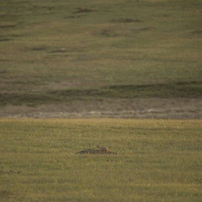 prairie dog sitting on it's hole on the prairie