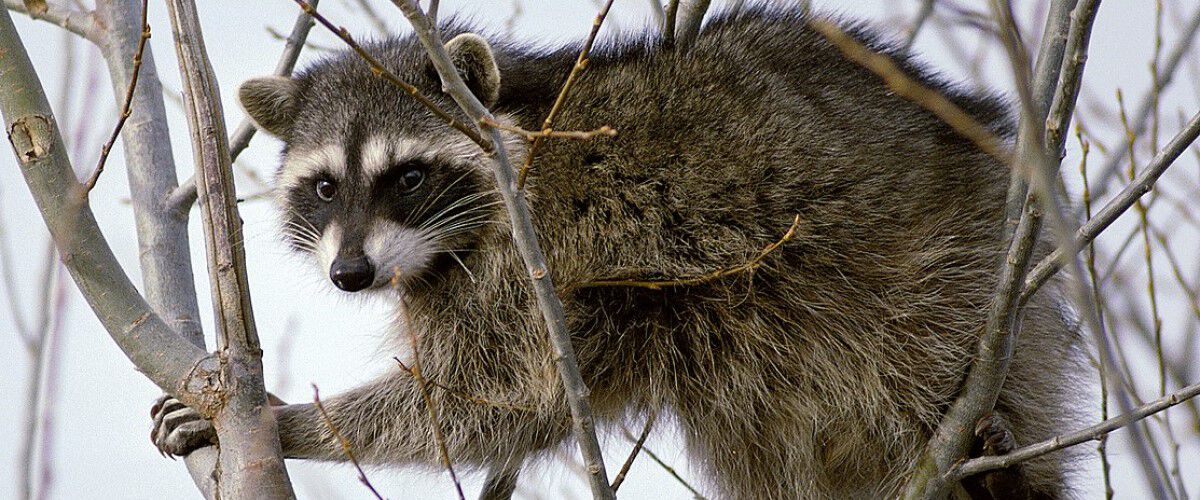 raccoon in a tree