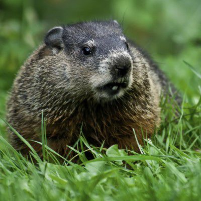 groundhog sitting in the grass
