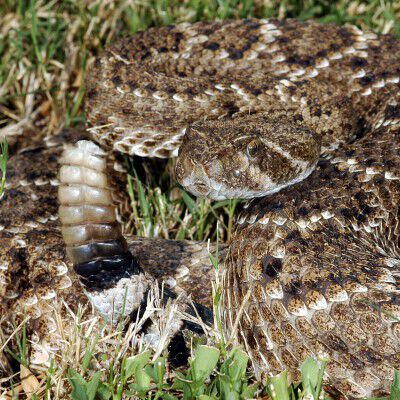 rattle snake laying in the grass