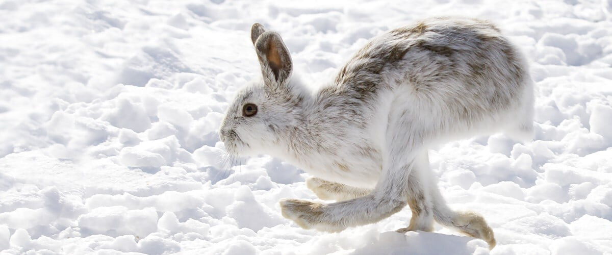 white rabbit running in the snow