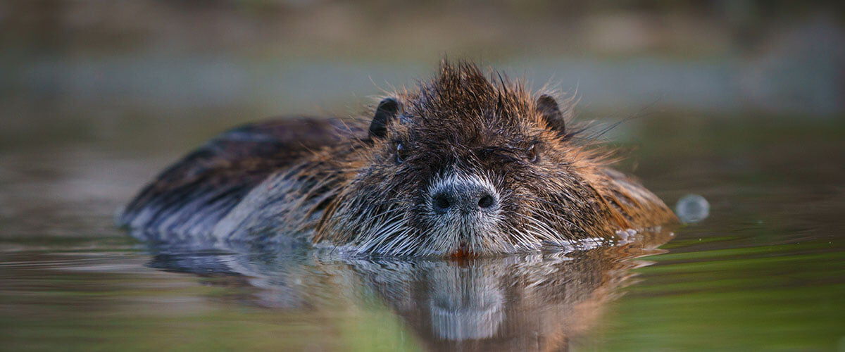 Nutria swimming in water