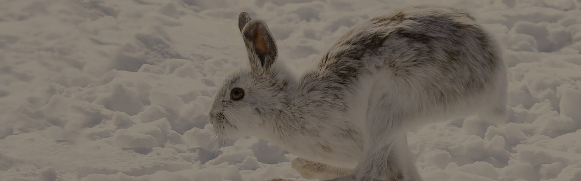 white rabbit running in the snow