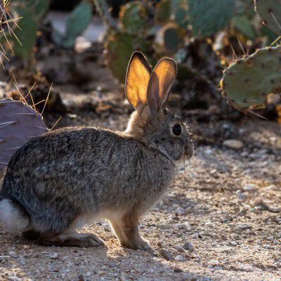 Cottontail standing infront of cactus