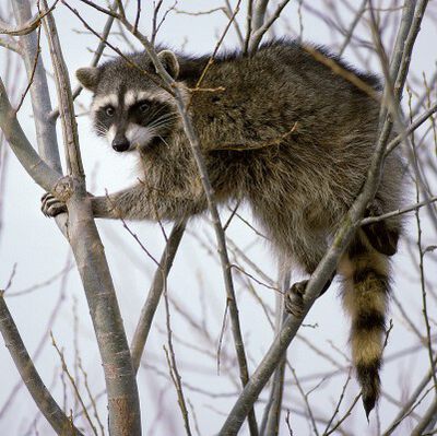 raccoon in a tree