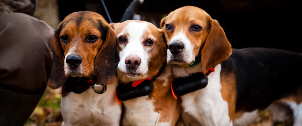 3 beagles standing together