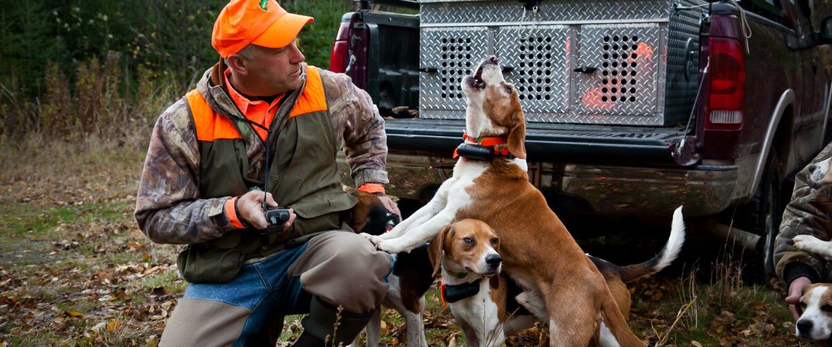 Hunter and two beagles at the back of a pickup