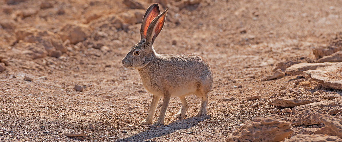 jack rabbit