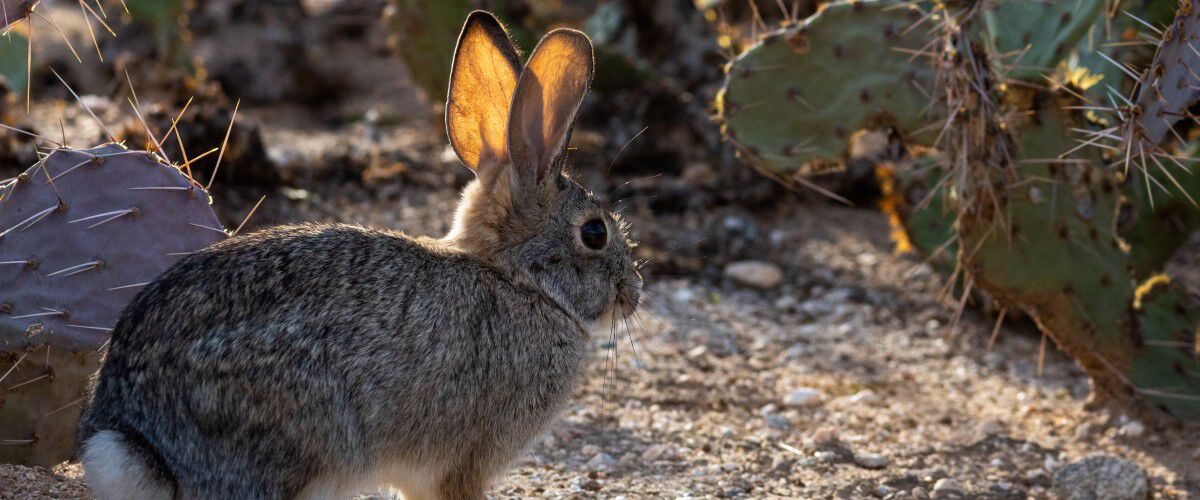 Cottontail standing infront of cactus