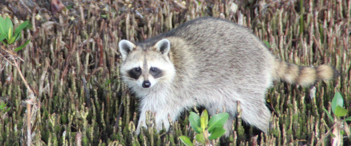 raccoon walking over twiggy ground