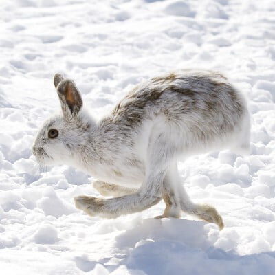 white rabbit running in the snow