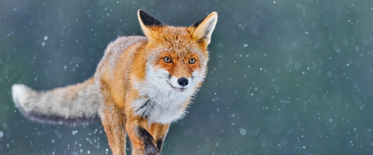Fox running in the snow